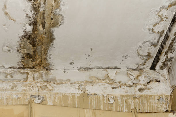 Why You Should Choose Our Mold Remediation Services in West Frankfort, IL